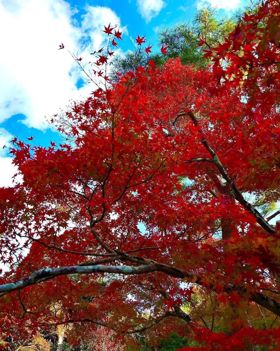 渚志帆さんのインスタグラム写真 - (渚志帆Instagram)「真っ赤な紅葉の葉っぱ𓂃𓂂🍁」11月21日 20時00分 - totsuka_ruu