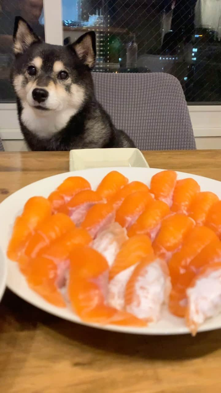 吾子のインスタグラム：「・ ・ あこわん大好きなサーモン🍣🐟 ・ ・ イクラもすき🐶❤️ ・ 魚の匂いたまらんわん✨ ・ ・  2024 Acoshiba calendar on sale! It's a good deal because the yen is cheap! Please go to the sales page from the link in the profile.  ・ #sushi #salmon #sapporo  ・ 北海道の柴犬 #柴北会 の皆ワン🐶もうすぐ雪の上走れるよー⛄🐕 ・ #adorable #instadog#shibainu#dog#柴犬ライフ #instashiba#柴犬マニア #9gag #barked #kuroshiba#socute #cutedog#いぬのきもち #黒柴 #dogstagram_japan」