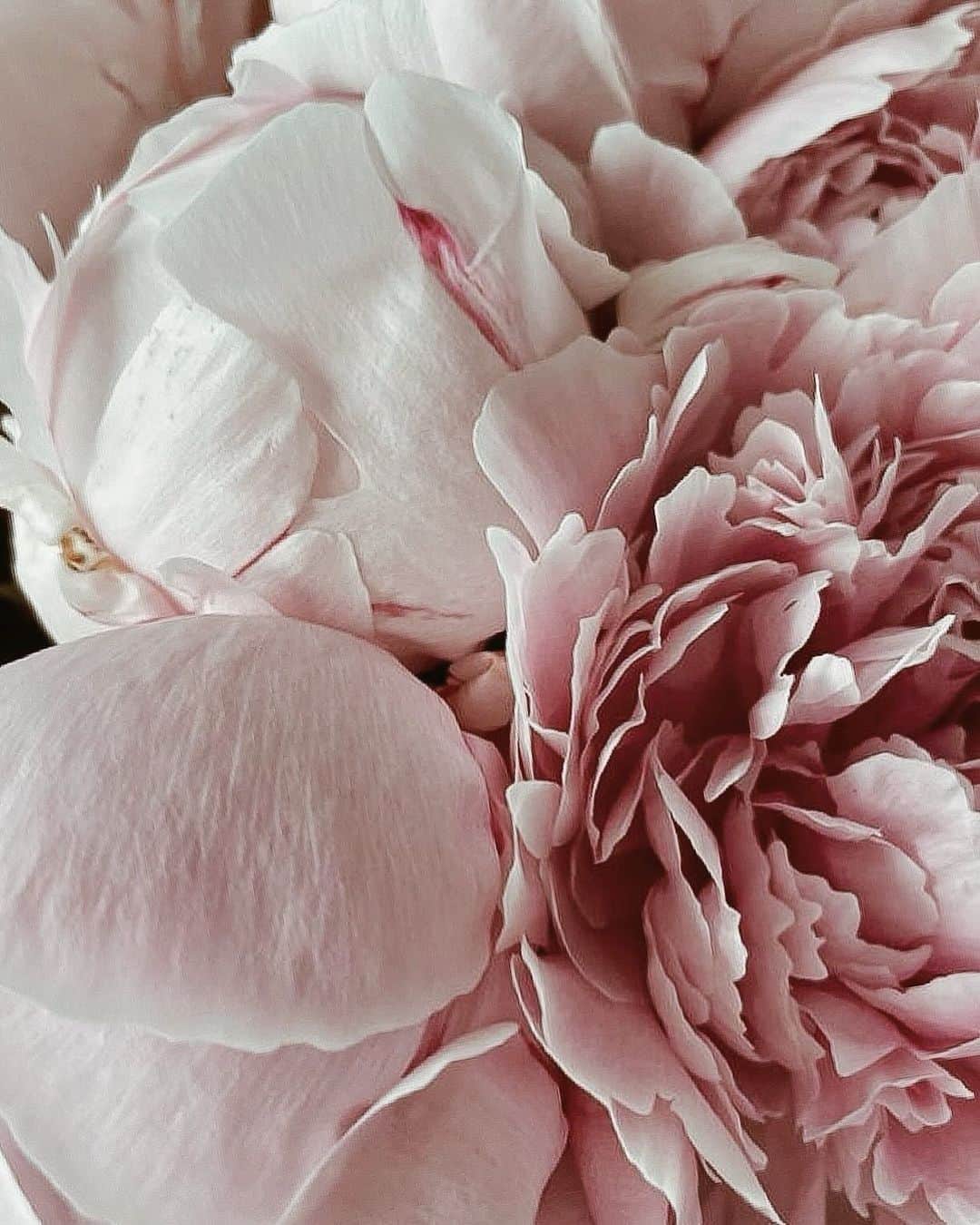 Yukicoのインスタグラム：「🍃🌸🍃🌸🍃  ————————————————————— 見てくださる方にプラスになる投稿をしていきます 是非いいね♡フォロー♡ よろしくお願いいたします𓅟 私の写真の編集については フォトレッスンでレクチャーをしています —————————————————————  #flowers#flowerpower#flowerphotography#flowerporn#flowerslovers#flowerstagram#bouquet#bouquets#btsarmy#jiminpen#btsjimin #ジミンペン🐥」