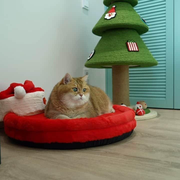 Hosicoのインスタグラム：「Christmas and New Year are coming! I’m ready! @vetreska_official 🎉 Ignite a purrfect holiday spirit with the VETRESKA Christmas. Enhance the Holiday Magic with the Christmas Pine Cat Tree! 🎄 Made from natural materials that are safe for pets. Assemble It Quickly and Easily in Just Minutes! Comes with 9 felt ornaments for. Cater to your cats’ need for endless play, climbing, jumping, and scratching.  Be sure to take the Festive Fluff-nip Play Set! ⛄️ Perfect Christmas Gift. Create cherished holiday memories with these festive toys during playtime.  And of course Santa Paws Cushion! 🎅🏻 I loved it so much, now I sleep only on this cushion! Soft & Cozy, Breathable, Removable & Durable. Orthopedic Memory Foam can evenly distribute pressure and provide good support. It is suitable for both cats and small dogs! ❤️   Link in bio @hosico_cat or @vetreska_official #vetreska #christmastree #christmasgifts https://vetreskanyc.com/collections/holiday/products/pine-cat-tree-petite https://vetreskanyc.com/collections/holiday/products/festive-fluff-nip-play-set https://vetreskanyc.com/collections/holiday/products/santa-paws-cushion」