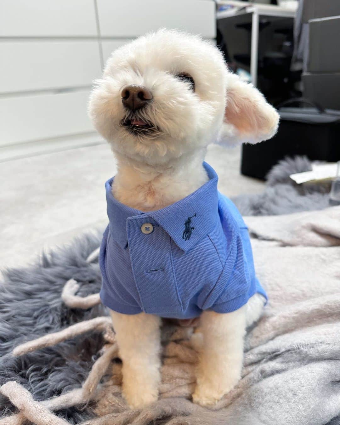 山田千尋のインスタグラム：「癒🥺 いつもちょっと舌がでちゃってるのなに？🥺  #愛犬#ひなた#犬#dog」