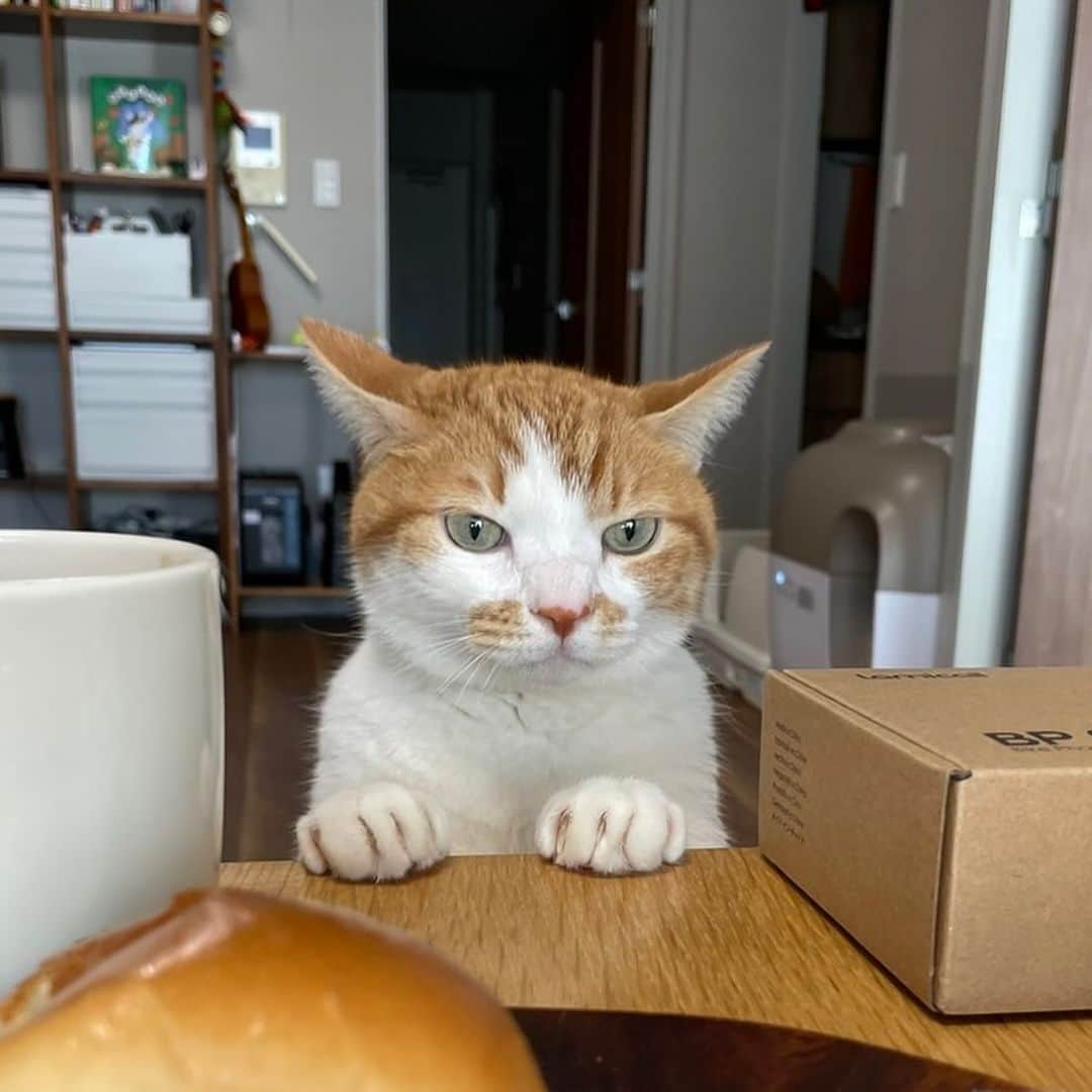 かりんちゃん&ちゃいちゃんのインスタグラム：「そんな顔で覗かれたら食べづらいよ。  #cat #cats #kitten #kitty #meow #neko #ねこ #猫 #고양이 #냐옹이 #catlove #lovecats #catlife #catlover #pet #pets #animal #animals #instacat #lovekitten # 貓 #gato #القط #🐱#catinsta #petinsta #catinstagram #petinstagrams」