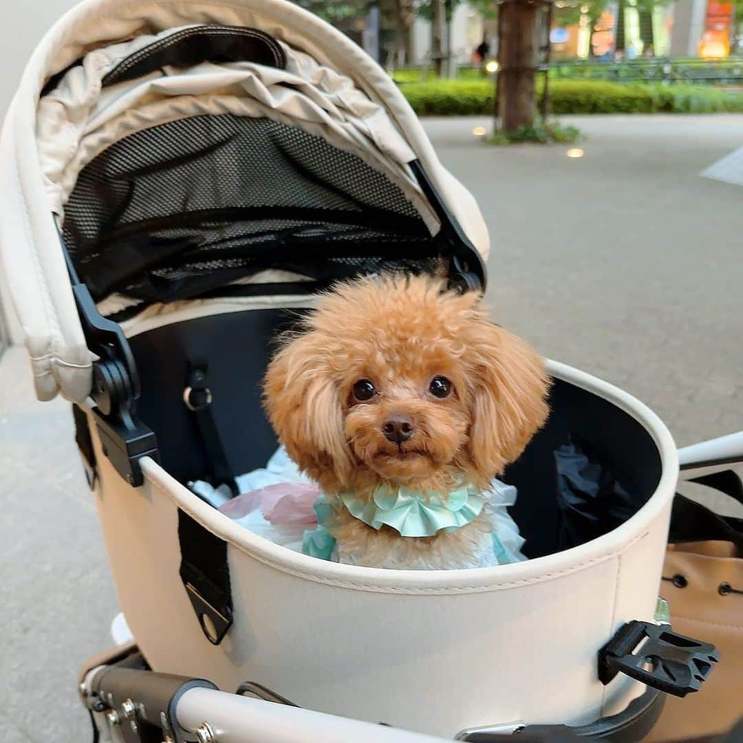 安西ひろこのインスタグラム：「『8か月🐾』になりました🤎 . この何か月間　沢山の大変な時期に良く ついてきてくれたと感謝でいっぱいです🥹🙏 . 本当は　大切な3か月〜5か月の 『パピー期に🤍』 . 沢山側に居てあげたかったし 大変な思いなんてさせたくなかったけど 『我が子になってくれて 本当にありがとう☺️💕』 . おてんばやんちゃさんでも お散歩まだ怖くても カップケーキが 幸せで元気ならそれだけで　いいよ🐩😌💓 『ありがとう🤍』 . . #カップケーキ #トイプードル #プードル #犬 #愛犬 #ふわもこ部 #犬のいる生活 #癒し #dog #instdog #toypoodle #toypoodlelove」