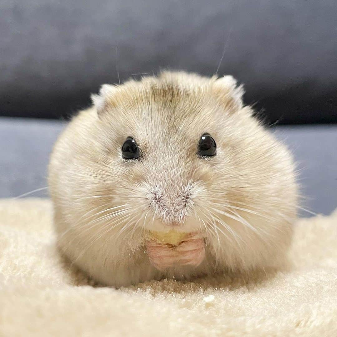 hamster_mocoのインスタグラム：「✻*˸ꕤ*˸*⋆。✻*˸ꕤ*˸*⋆。✻*˸ꕤ*˸*⋆。 ゆずちゃんの小さくて可愛いお手手🐹🐾💓  ハムちゃんの手ってこんなに小さいのに器用に食べ物を持ったりホリホリして巣を作ったりほんとに器用だよね🙌🏼 2023.11.21 ✻*˸ꕤ*˸*⋆。✻*˸ꕤ*˸*⋆。✻*˸ꕤ*˸*⋆。 #ハムスターゆず#ハムスター#ジャンガリアンハムスター#ジャンガリアン#ジャンガリアンプディング#プディングジャンガリアン#イエロージャンガリアン#ふわもこ部 #モフモフ#ペット#親バカ部 #hamster#djungarian#hamstagram#hammy#happy_pets#PET_OF_OUR_WORLD#igersjp#ig_japan#instapet#weeklyfluff#kawaii#cute#仓鼠#정글리안#햄스터」