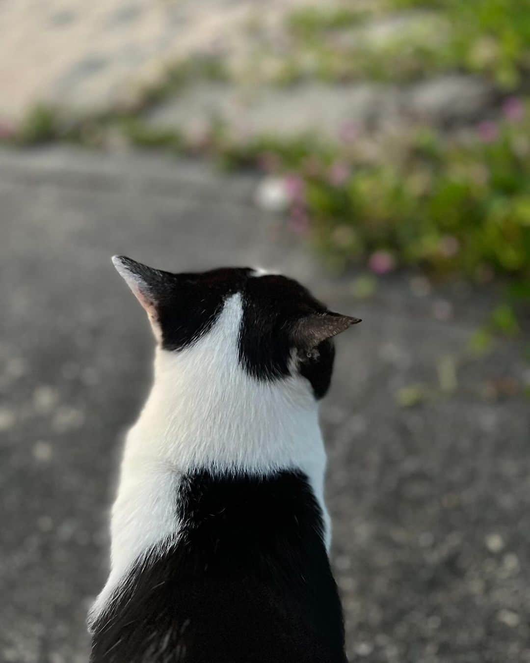 伊藤えみさんのインスタグラム写真 - (伊藤えみInstagram)「猫ちゃん写真お代わり🐈‍⬛   #猫 #猫ちゃん #奄美大島 #catsofinstagram  #ilovecats  #catstagram  #cats_of_world  #catlovers  #japan  #amami #amamioshima」11月21日 12時46分 - itoemi1019