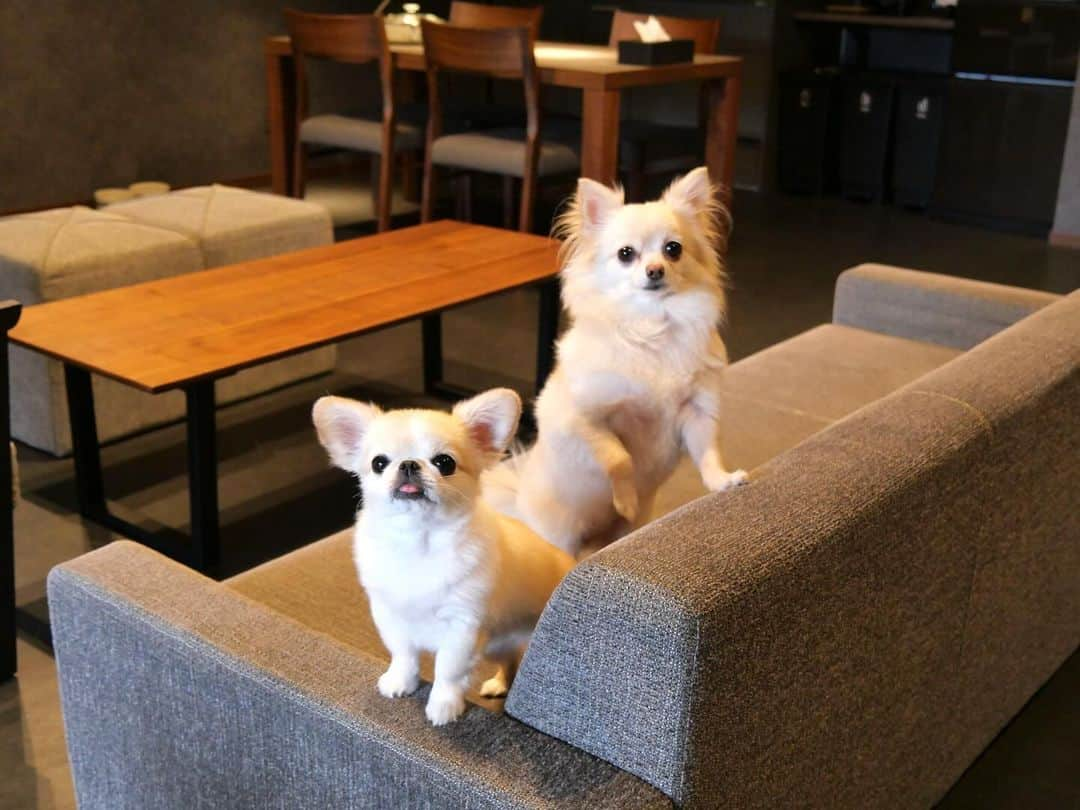 下平夏奈のインスタグラム：「先日、自然豊かな町🐶🌳 栃木県那須市に1泊2日で遊びに行ってきたよ！  泊まったお宿は、【Rakuten STAY VILLA 那須】✨  @rakutenstay  2023年1月に栃木県那須エリアにオープンしたばかりの宿泊施設にご招待していただきました！  ワンちゃんと泊まれるお部屋もあって、 ペットシーツや消臭スプレー、ウェットティッシュ、フードボウル、ペットベッドなどの ペット用品も充実していて助かりました☺️  お部屋専用のドッグランもあるので、 思いっきり遊べたよ〜♡ テラスには足洗い場もありました♪  ワンちゃんに優しいお部屋で大満足🐶❣️  ママたちの夕食は、とちぎ和牛のすきやき、 朝食にはフレンチトースト＆スムージー✨ を美味しくいただきました！  お部屋は、全室人工温泉付き♨️ 寝室にはホームプロジェクターがあり、動画や音楽を楽しめます♪  最近お仕事続きだったので、 自然豊かな場所でリフレッシュできて 本当によかった〜🐶🌿  旅行ってやっぱりいいね！  ＝＝＝＝＝  今回は先着30名様限定でRakuten STAY VILLA 那須のご宿泊にご利用いただける1,000円OFFクーポンをご用意★ Vacation STAYの予約画面上でクーポンコードを入れてお使いください！ ☛  RSVNASUKANA ・クーポン利用期間：11/8から12/31まで ・対象宿泊期間：11/8チェックインから1/31チェックアウトまで  ＝＝＝＝＝  Rakuten STAYは、楽天グループがプロデュースする宿泊施設です✨ 現在人気観光地を中心に、全国約40箇所でユニークな宿泊施設を展開しています。  『年越し特別プラン』🐶🎍 期間限定で楽天市場の人気店舗のおせちや年越しそばがついた 毎年人気の年越し特別プランも販売中です！  ぜひ @rakutenstay をチェックしてみてください♪  #PR #楽天ステイ #rakutenstay #ペット可ホテル #犬と旅行 #愛犬と旅行 #わんこと旅行 #ペットと泊まれる宿 #ペットと旅行 #那須 #栃木県 #ペキチワ #チワペキ」