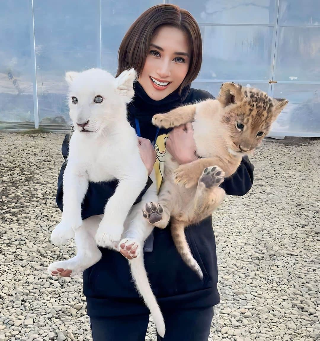 渡邊水希のインスタグラム：「後1〜2ヶ月もしたらもう触れ合えなくなる🦁🧡🤍💔 立場逆転百獣の王🦁😂www そして抱っこしたことも忘れられちゃうんだろうな🤣 愛情❤️‍🔥たっぷり注いでもらって優しい子達に育ってね🦁🦁🧡🤍 この子達の成長をずっと見ていたい🦁🦁🦁🧡🧡🤍 #双子ちゃん👶👶の成長記録 #ホワイトライオン の成長記録 #🦁 #今しかないプライスレスな時間 #foreverlove」