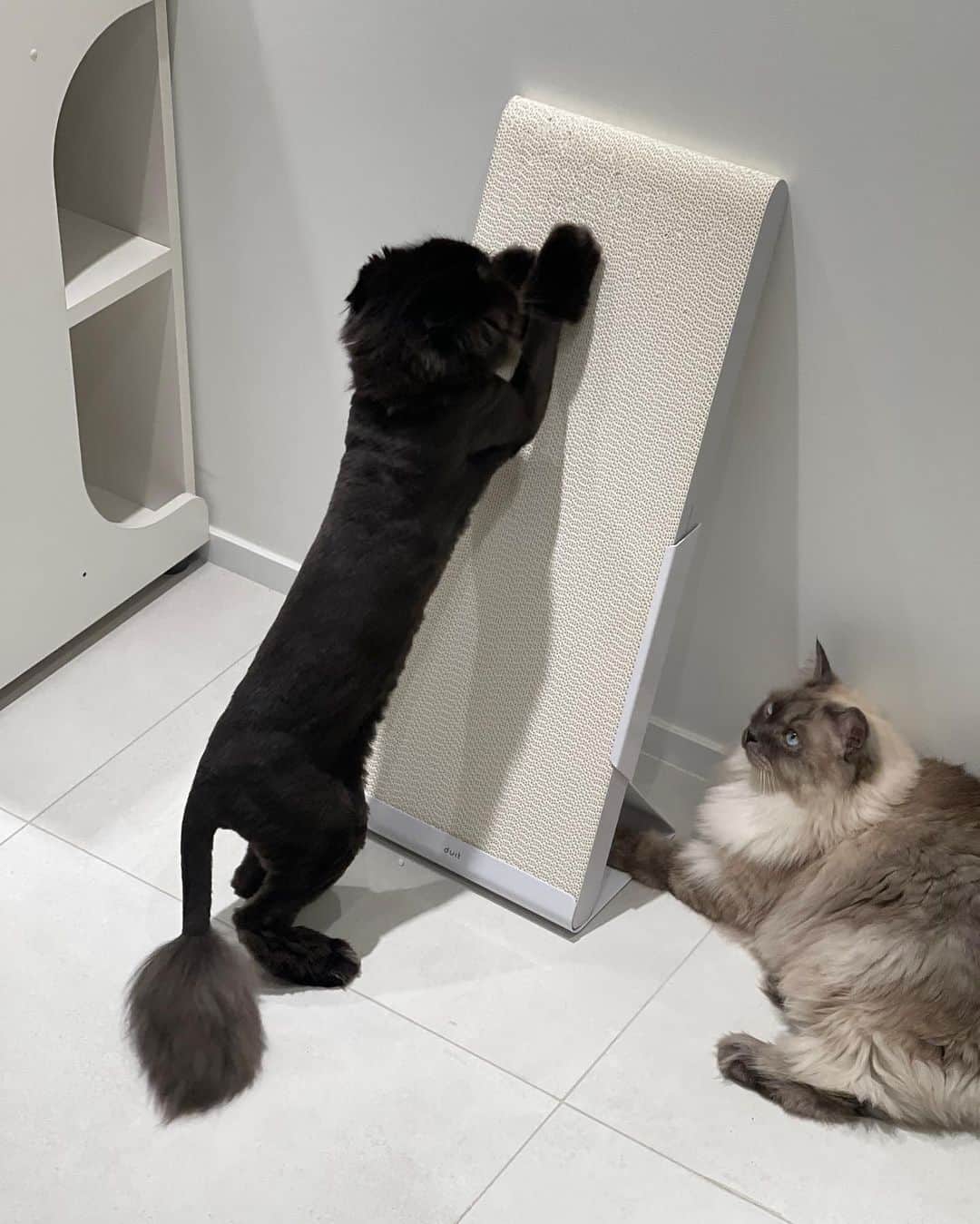 ギモさんのインスタグラム写真 - (ギモInstagram)「#광고 스크래칭과 스트레칭을 동시에 할 수 있는 두잇 스탠딩 보드예요. 원래 올데이 보드도 너무 잘써가지고 주기적으로 바꿔주고 있는데 이번에 스탠딩 보드가 롱으로 더 길어지고 화이트 컬러가 추가되서 새로 출시 되었어요.  시상에 하얀 스크래쳐라니요?!?!🥹 화이트 인테리어에 너무 찰떡콩떡..!!🤍  기존 올데이 보드는 즈이집 꺼믄털들 때문에 브라운을 더 선호해왔는데 요건 세워두는 방식의 스크래쳐라서 털이 쌓이지 않아 부담없이 화이트도 완전 가능!👌🏻 브라운 컬러보다 확실히 화이트가 화사하고 집안이 밝아 보이네요~ 공간 차지하는 면적도 꽤 적고 종이가 닳으면 뒤집을 수 있어서 마음에 들었어요.  스크래쳐로 스트레스도 풀고 쭉쭉이까지! 아이들이 종이 스크래쳐를 잘 쓴다면 기호성 최고인 두잇 올데이 보드와 스탠딩 보드까지 꼬옥 구경 해보세요!☺️  @duit_korea  #cat #토토상회 #두잇 #duit #스탠딩보드 #두잇스탠딩보드 #두잇스크래쳐 #수직형스크래쳐 #스크래쳐 #두잇올데이보드」11月21日 15時00分 - 1room1cat