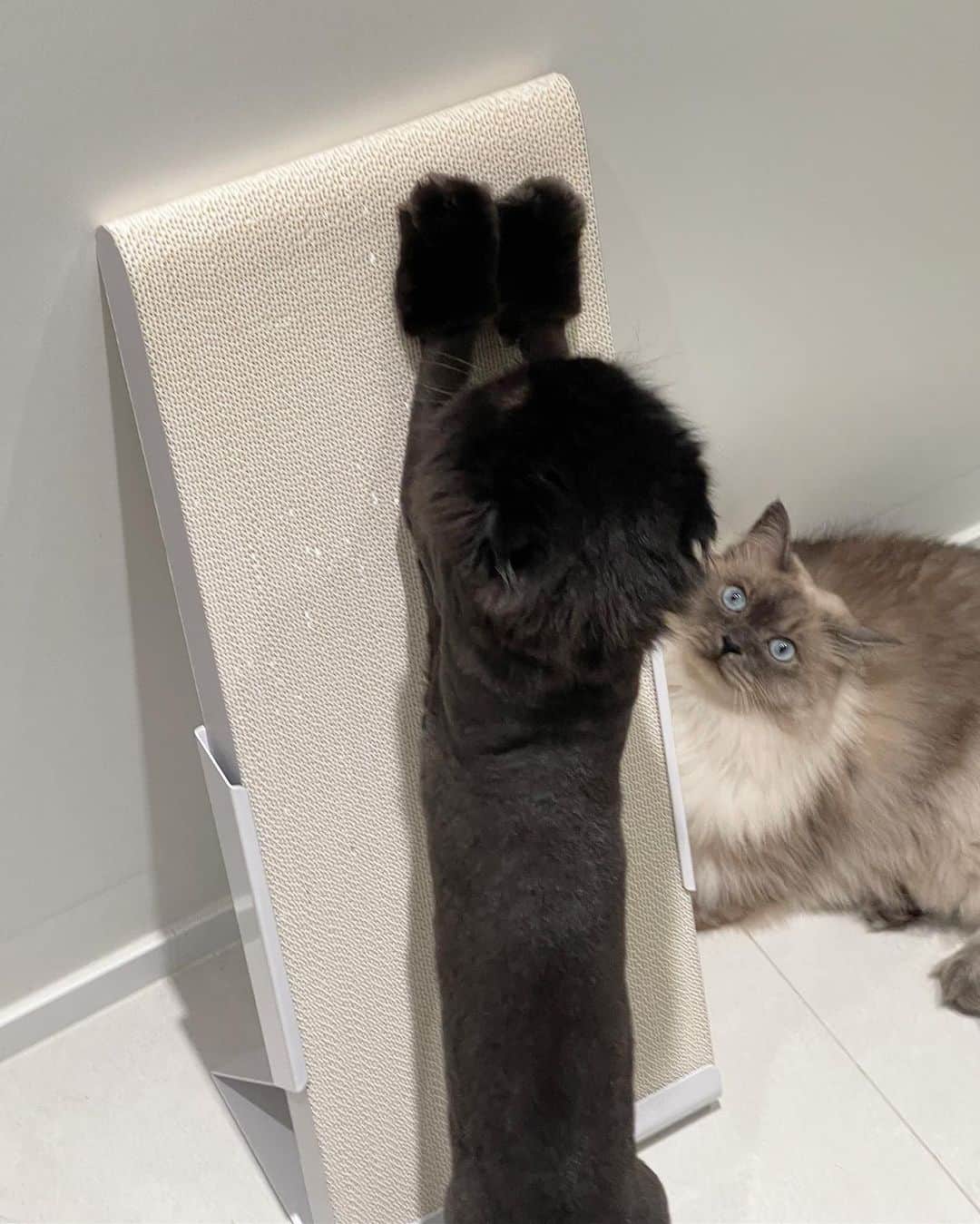 ギモさんのインスタグラム写真 - (ギモInstagram)「#광고 스크래칭과 스트레칭을 동시에 할 수 있는 두잇 스탠딩 보드예요. 원래 올데이 보드도 너무 잘써가지고 주기적으로 바꿔주고 있는데 이번에 스탠딩 보드가 롱으로 더 길어지고 화이트 컬러가 추가되서 새로 출시 되었어요.  시상에 하얀 스크래쳐라니요?!?!🥹 화이트 인테리어에 너무 찰떡콩떡..!!🤍  기존 올데이 보드는 즈이집 꺼믄털들 때문에 브라운을 더 선호해왔는데 요건 세워두는 방식의 스크래쳐라서 털이 쌓이지 않아 부담없이 화이트도 완전 가능!👌🏻 브라운 컬러보다 확실히 화이트가 화사하고 집안이 밝아 보이네요~ 공간 차지하는 면적도 꽤 적고 종이가 닳으면 뒤집을 수 있어서 마음에 들었어요.  스크래쳐로 스트레스도 풀고 쭉쭉이까지! 아이들이 종이 스크래쳐를 잘 쓴다면 기호성 최고인 두잇 올데이 보드와 스탠딩 보드까지 꼬옥 구경 해보세요!☺️  @duit_korea  #cat #토토상회 #두잇 #duit #스탠딩보드 #두잇스탠딩보드 #두잇스크래쳐 #수직형스크래쳐 #스크래쳐 #두잇올데이보드」11月21日 15時00分 - 1room1cat