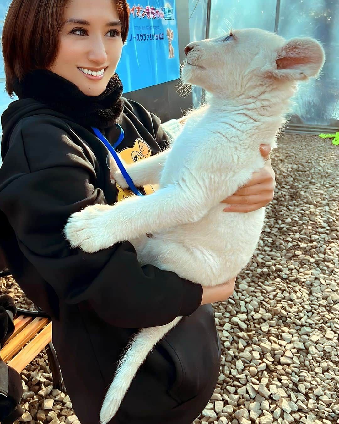 渡邊水希のインスタグラム：「見つめ合う〜瞳の- ̗̀ 𝕃 𝕆 𝕍 𝔼 ̖́-ビーム🦁🧡  ﾗﾌﾞ❤︎.*‪(*ꈍ ɞꈍ)(ꈍʚ ꈍ*)❤︎.*‪ﾗﾌﾞ まつ毛ながーい🦁👀🤍  #whitelion  #ディール  One with nature  Live in the wild」