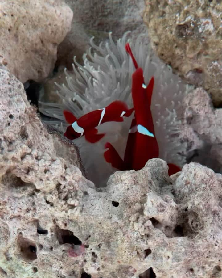 蓬田結梨杏のインスタグラム：「気分転換に水族館にいってきた #アクアパーク品川」