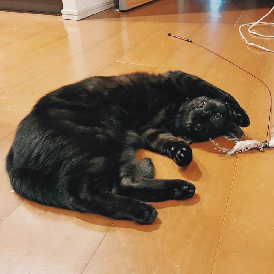 Emilyのインスタグラム：「あなたがウチに来てから幸せが増えたのよ🐈‍⬛いつも一緒にいてくれてありがとうの気持ち。気分屋で噛まれたりするけど、基本私にべったりくっついてくるし、家の中ずっとついてくる。トイレの中も。寝る時は一緒だよね〜♡ トラマルキ♡ 大好きだよ〜！  #突然の告白」