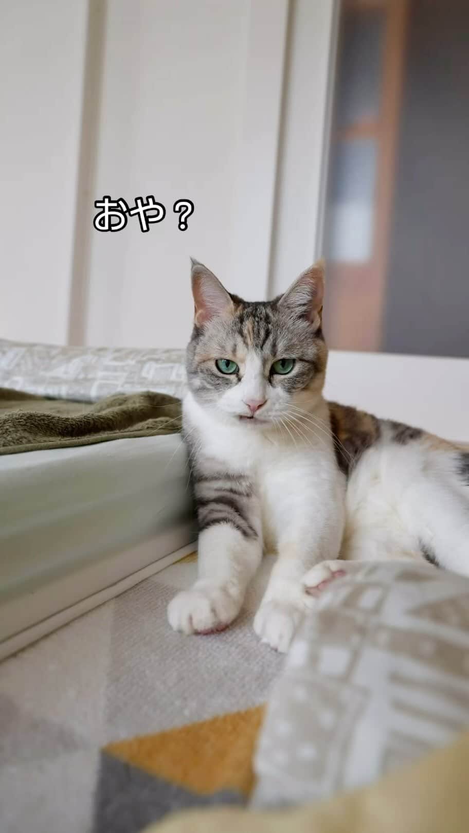 nozomiorideのインスタグラム：「くれいちゃんの、チャームポイント🩷 ついつい元に戻るまで見つめちゃう😂  #保護猫#のぞみさんの保護猫日記  #くれいちゃん #シニア猫はますます愛しい」