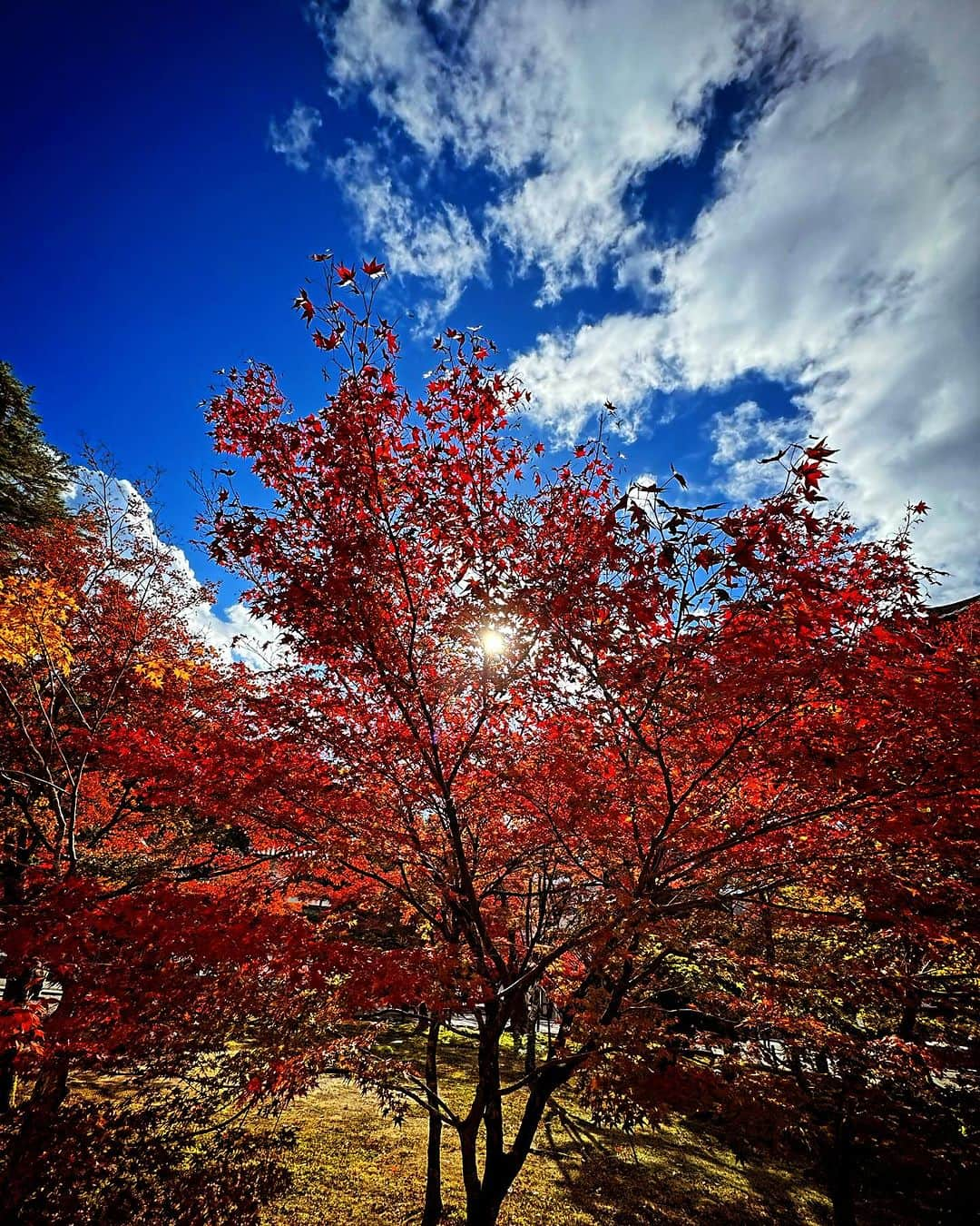 蜷川実花のインスタグラム：「一泊で京都に行ってきました！ 仕事で行ったのだけど紅葉の時期じゃない？!と思い早めに京都入り🍁 お天気もよく本当最高だった。朝早くに起きて行ってよかった。幸せ。 #kyoto #japantravel」