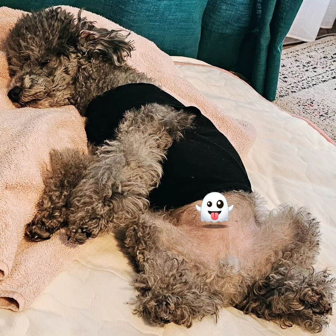 竹内弘一さんのインスタグラム写真 - (竹内弘一Instagram)「なんという寝相！！ #トイプードル #toypoodle  #シルバートイプードル  #いぬすたぐらむ #joy」11月21日 16時07分 - takeuchi_koichi