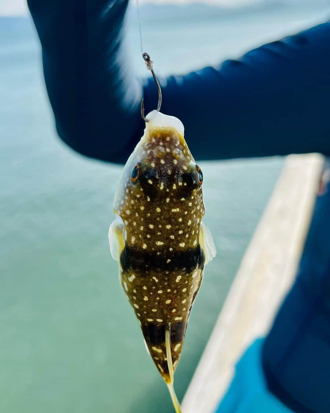 キム・ソナさんのインスタグラム写真 - (キム・ソナInstagram)「🐡복어잡았던🐡신기했던날~~🐡  🎣🐟🎣 🐡는 다시 바다로~~🐡  #lategram  #🎣 #🐡」11月21日 16時04分 - kimsuna_official