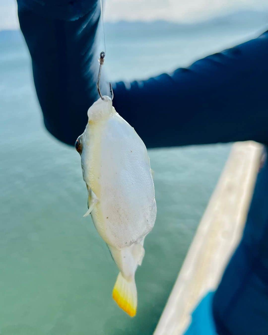 キム・ソナさんのインスタグラム写真 - (キム・ソナInstagram)「🐡복어잡았던🐡신기했던날~~🐡  🎣🐟🎣 🐡는 다시 바다로~~🐡  #lategram  #🎣 #🐡」11月21日 16時04分 - kimsuna_official