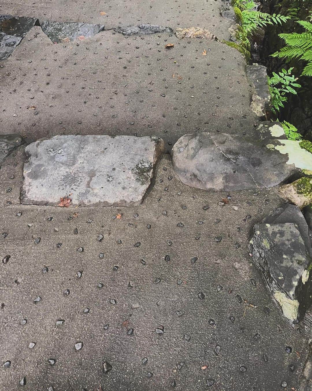 肘井美佳さんのインスタグラム写真 - (肘井美佳Instagram)「This design of cobblestone stairs brings peace to my mind.  心が穏やかな気持ちになる階段。 かわいい…。 雨上がりの小道の風情よ。  #ハーフタイムツアーズロケ #高山寺 #鳥獣戯画のあるお寺 #京都 #youtube配信では後編に出てきます #この階段も映った！#思わず写真に収めた」11月21日 16時09分 - mikahijii