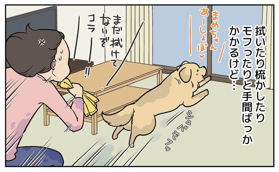 餅付きなこさんのインスタグラム写真 - (餅付きなこInstagram)「アイビーとの毎日は、「若い大型犬との毎日ってこうだったわー❣️」と色々と思い出させてくれます。  長いこと、シニア犬とののんびりな日々を過ごしていたので、パワフルでスピード感のあるアイビーに体力が少々追いつかないところもありますが、毎日笑顔がいっぱいです。  #漫画 #イラスト #犬漫画 #絵日記 #エッセイ漫画 #コミックエッセイ#マンガ #日常漫画 #ゴールデンレトリバー #goldenretriever #ゴールデンレトリーバー #犬と生活 #4コマ漫画 #犬 #dog #dogstagram #instadog #わんこ #ふわもこ部 #いぬ #ilovemydog #いぬのきもち #大型犬 #大型犬のいる生活 #まめとアーティ #餅付きなこ #おさんぽですし！」12月1日 20時00分 - kinakomochitsuki