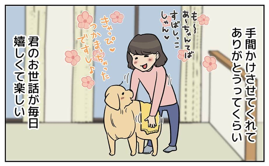 餅付きなこさんのインスタグラム写真 - (餅付きなこInstagram)「アイビーとの毎日は、「若い大型犬との毎日ってこうだったわー❣️」と色々と思い出させてくれます。  長いこと、シニア犬とののんびりな日々を過ごしていたので、パワフルでスピード感のあるアイビーに体力が少々追いつかないところもありますが、毎日笑顔がいっぱいです。  #漫画 #イラスト #犬漫画 #絵日記 #エッセイ漫画 #コミックエッセイ#マンガ #日常漫画 #ゴールデンレトリバー #goldenretriever #ゴールデンレトリーバー #犬と生活 #4コマ漫画 #犬 #dog #dogstagram #instadog #わんこ #ふわもこ部 #いぬ #ilovemydog #いぬのきもち #大型犬 #大型犬のいる生活 #まめとアーティ #餅付きなこ #おさんぽですし！」12月1日 20時00分 - kinakomochitsuki