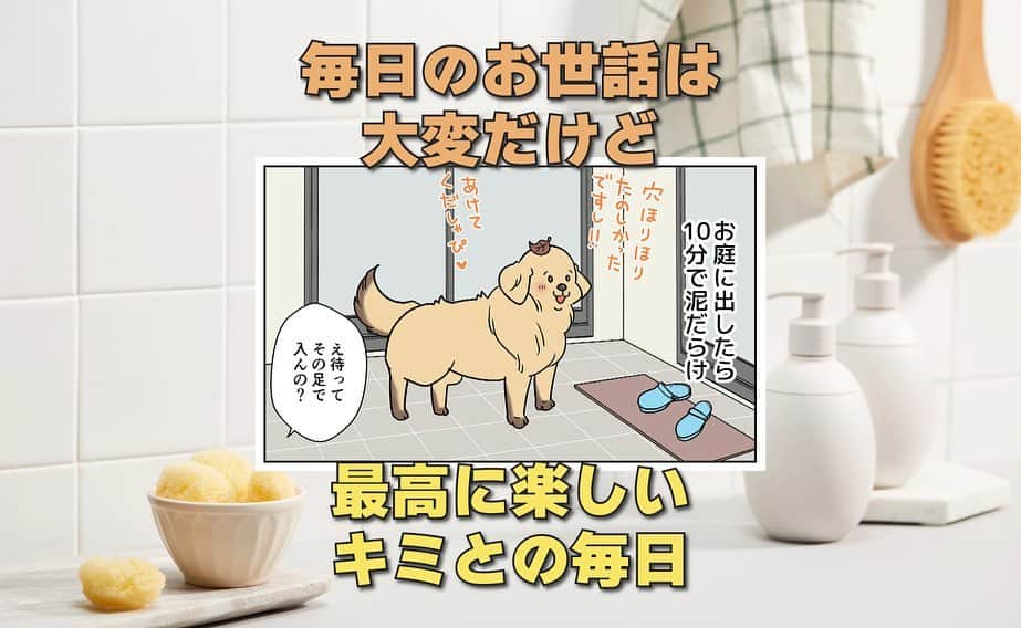 餅付きなこさんのインスタグラム写真 - (餅付きなこInstagram)「アイビーとの毎日は、「若い大型犬との毎日ってこうだったわー❣️」と色々と思い出させてくれます。  長いこと、シニア犬とののんびりな日々を過ごしていたので、パワフルでスピード感のあるアイビーに体力が少々追いつかないところもありますが、毎日笑顔がいっぱいです。  #漫画 #イラスト #犬漫画 #絵日記 #エッセイ漫画 #コミックエッセイ#マンガ #日常漫画 #ゴールデンレトリバー #goldenretriever #ゴールデンレトリーバー #犬と生活 #4コマ漫画 #犬 #dog #dogstagram #instadog #わんこ #ふわもこ部 #いぬ #ilovemydog #いぬのきもち #大型犬 #大型犬のいる生活 #まめとアーティ #餅付きなこ #おさんぽですし！」12月1日 20時00分 - kinakomochitsuki