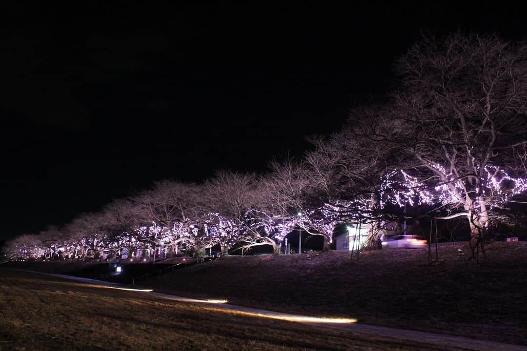 宮城県観光課のインスタグラム：「今年も「おおがわら桜イルミネーション」を開催します！ ・ 38本の桜の木に桜色のLEDイルミネーションで淡く輝きます。また、同期間内に大河原駅前広場においても「おばんなりスター★大河原☆」が開催されますので、あわせてお楽しみください！ ・ ◆点灯期間　令和５年12月１日（金）～令和６年１月８日（月・祝） ◆点灯場所　白石川右岸堤（尾形橋－末広橋間） ※JR東北本線　大河原駅より徒歩約３分 ◆駐車場　大河原大橋と尾形橋間の白石川右岸河川敷 ・ ＜大河原町観光物産協会　URL＞ https://www.oogawara.or.jp/202311-2/ ・ #宮城県 #大河原町 #白石川堤一目千本桜 #一目千本桜植樹100周年 #桜イルミネーション #イルミネーション #大河原駅 #笑顔咲くたび伊達な旅 #ここ好き宮城」