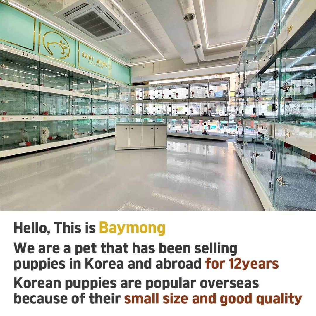 さんのインスタグラム写真 - (Instagram)「Korea Pet Shop Emergency Warning!!😰😡😰😡 . . 저희는 다양한 강아지를 소유하고있으며, 강아지의 외모와 건강에 최선을 다하고 있습니다. We OWN Each and Every Puppy In Hand We Only Offer the Best in Appearance and Health  . . 베이비몽은 11년동안 운영한 믿을 만한 펫샵으로 많은 한류스타, k팝스타, 셀럽들이 선택한 곳입니다 미니 사이즈,명품견 전문으로  해외,국내에서 이미 유명하며  단 한건의 사고 없이 지금까지 운영해 왔습니다  당신이 원하는 강아지가 있다면 언제든지 연락주세요!!  BabyMong is a reliable pet shop that has been operating in Korea for 11 years. Many K-pop stars, Korean wave stars, and celebrities chose BabyMong. We are specialize in selling mini-cup-sized puppies. We sent many puppies abroad for a long time. And the puppies have been transported safely without a single accident.  Feel free to contact me if you are interested. . . ????서울 영등포 본점: 010 8325 0086 영업등록번호: 110111-7609071 주소: 서울시 영등포구 영중로23 대표번호: 1688-4386 ??  text Instagram☎+82-10-2214-0186 Whatsapp +82-10-2214-0186 Wechat babymongoverseas Email : babymongkorea@gmail.com Dm : ?? Please direct message call me BABYMONG Main Kakao talk ID : babymongkorea . . #강아지#애견#애견분양#서울애견#베이비몽 #puppyforsale#koreanpuppy#overseas#delivery」11月21日 17時24分 - babymong