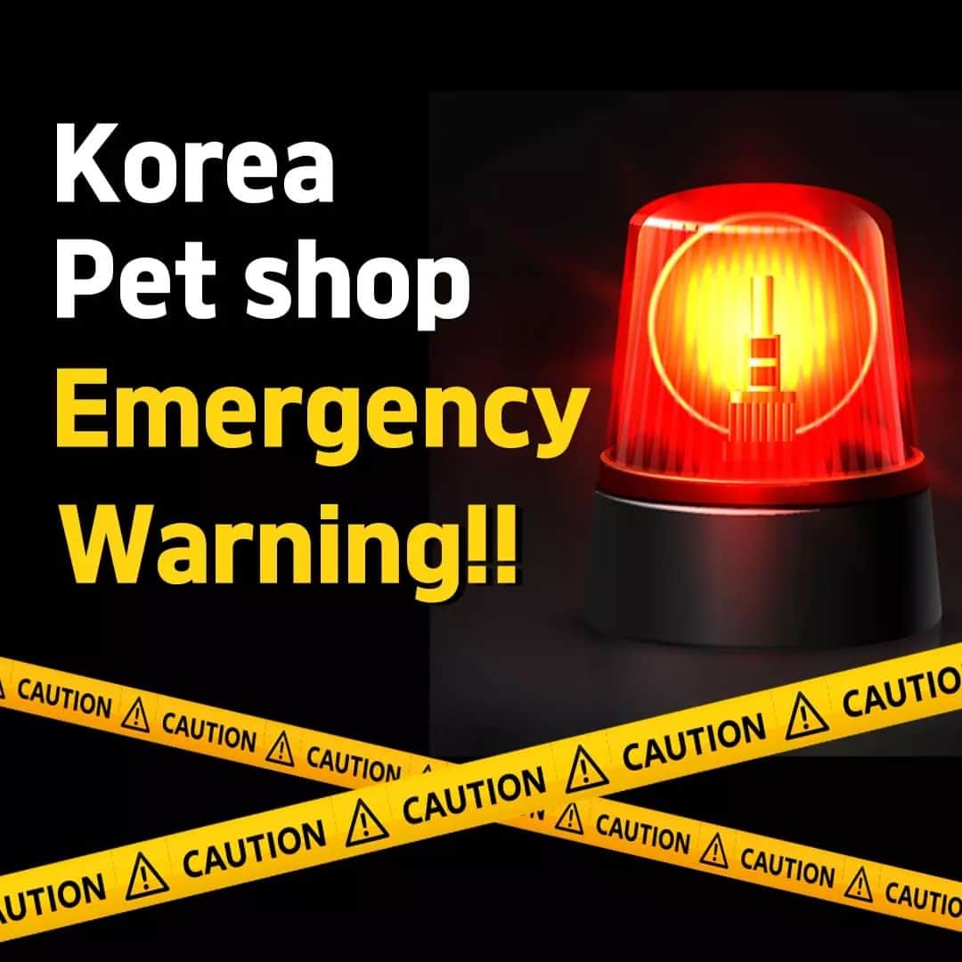 さんのインスタグラム写真 - (Instagram)「Korea Pet Shop Emergency Warning!!😰😡😰😡 . . 저희는 다양한 강아지를 소유하고있으며, 강아지의 외모와 건강에 최선을 다하고 있습니다. We OWN Each and Every Puppy In Hand We Only Offer the Best in Appearance and Health  . . 베이비몽은 11년동안 운영한 믿을 만한 펫샵으로 많은 한류스타, k팝스타, 셀럽들이 선택한 곳입니다 미니 사이즈,명품견 전문으로  해외,국내에서 이미 유명하며  단 한건의 사고 없이 지금까지 운영해 왔습니다  당신이 원하는 강아지가 있다면 언제든지 연락주세요!!  BabyMong is a reliable pet shop that has been operating in Korea for 11 years. Many K-pop stars, Korean wave stars, and celebrities chose BabyMong. We are specialize in selling mini-cup-sized puppies. We sent many puppies abroad for a long time. And the puppies have been transported safely without a single accident.  Feel free to contact me if you are interested. . . ????서울 영등포 본점: 010 8325 0086 영업등록번호: 110111-7609071 주소: 서울시 영등포구 영중로23 대표번호: 1688-4386 ??  text Instagram☎+82-10-2214-0186 Whatsapp +82-10-2214-0186 Wechat babymongoverseas Email : babymongkorea@gmail.com Dm : ?? Please direct message call me BABYMONG Main Kakao talk ID : babymongkorea . . #강아지#애견#애견분양#서울애견#베이비몽 #puppyforsale#koreanpuppy#overseas#delivery」11月21日 17時24分 - babymong