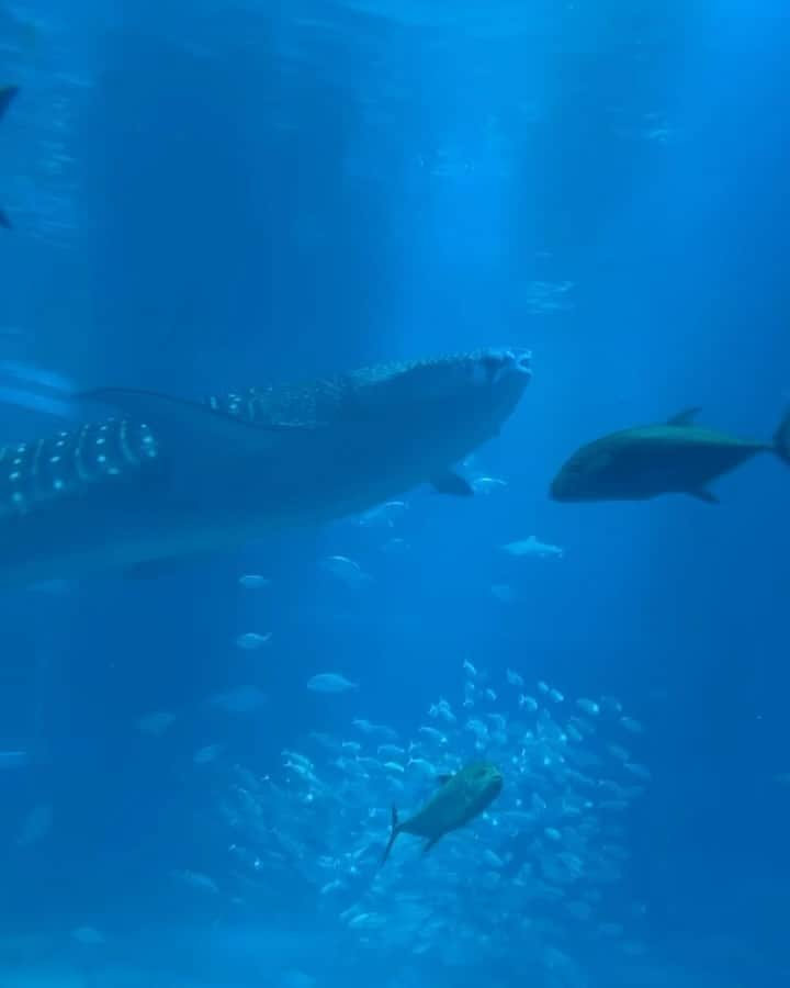 江崎ななほのインスタグラム：「大阪に行ったら必ず行きたかった海遊館🦈 ジンベエザメのカイくんとユウちゃんのお食事タイムは絶対見るべきだ、、！ 楽しかったーーー 5枚目の天に昇っていくアザラシがお気に入りです」