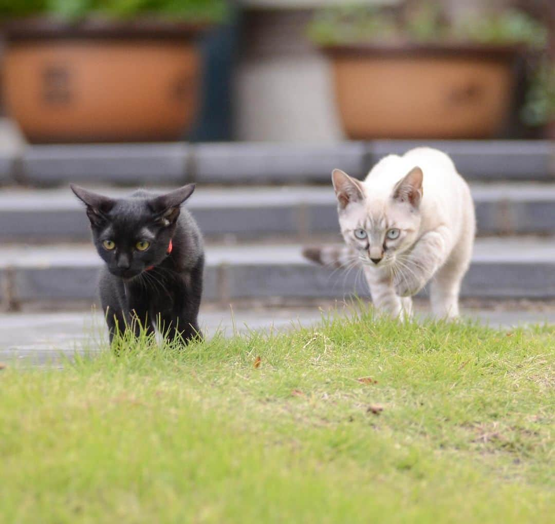 やふのインスタグラム：「初めてお庭遊び解禁した時の万と健。 ドキドキが伝わるお顔（でも万は何度も脱走経験済み） . #cat #neko #catlovers #catsofinstagram #catstagram #instacat #猫 #ねこ #ネコ #保護猫 #万 #健」