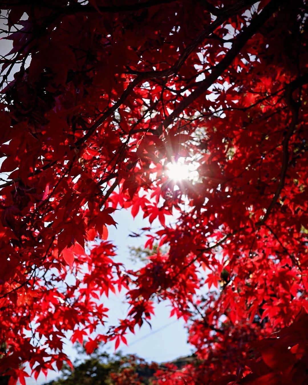 兒玉遥のインスタグラム：「四季っていいですね〜🍁  後ろの赤い木は「メグスリノキ」って名前だそうです。目に効くらしい。おもしろ〜い  #紅葉 #🍁 #autumnleaves」