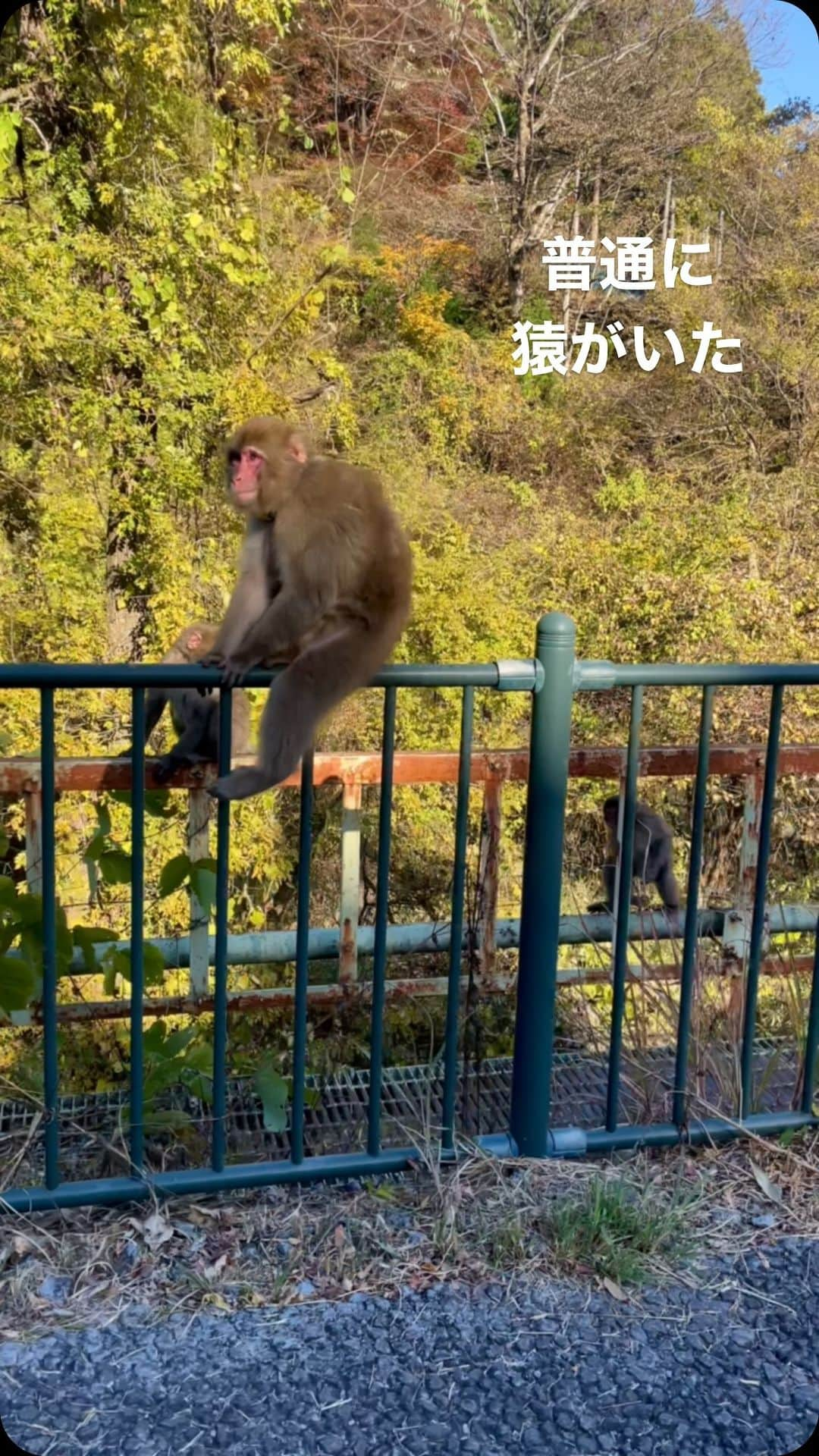 ファンキー加藤のインスタグラム：「🐒 #ロケ#撮影 #猿 #モンキー」