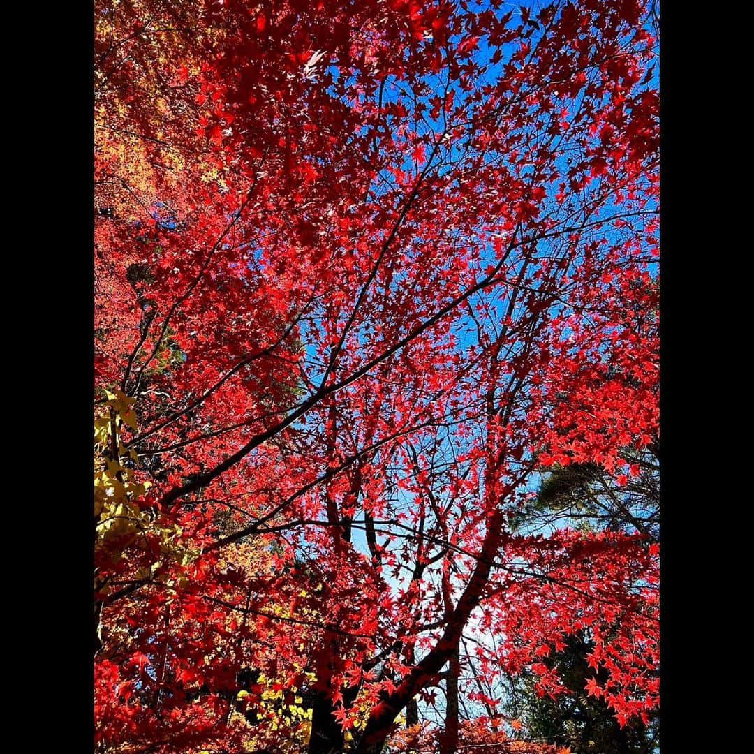 木村拓哉さんのインスタグラム写真 - (木村拓哉Instagram)「⁡ ⁡ ⁡ 「ナチュラルカラーの素晴らしさ！」 ⁡ 拓哉 #木村拓哉#TakuyaKimura」11月21日 17時45分 - takuya.kimura_tak