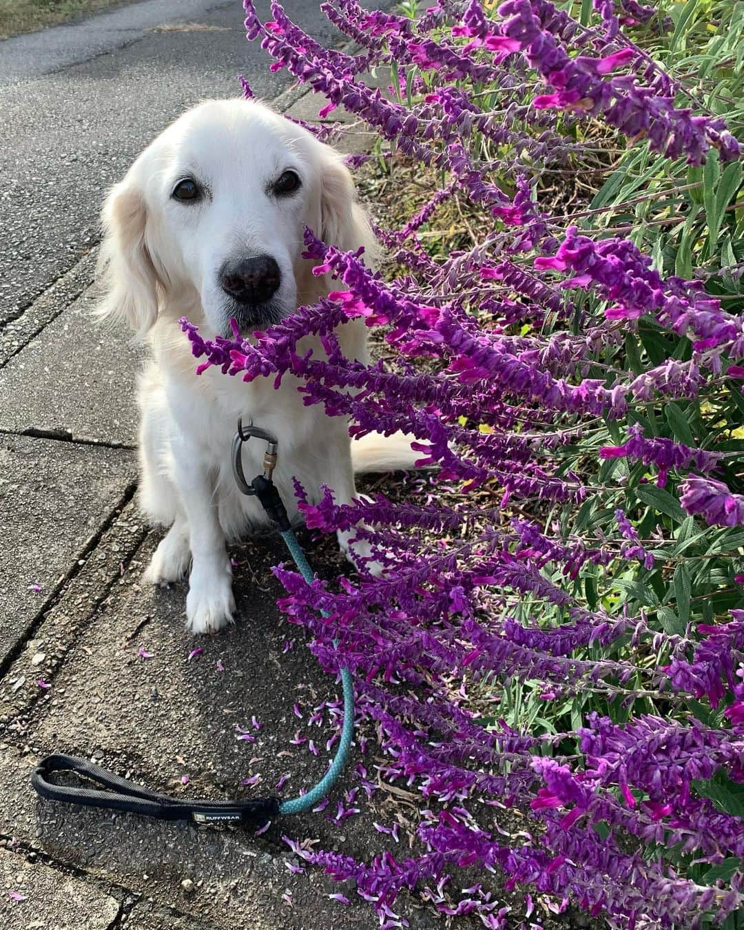 P太郎ママのインスタグラム：「#花と犬 笑顔なし…… 🥲」