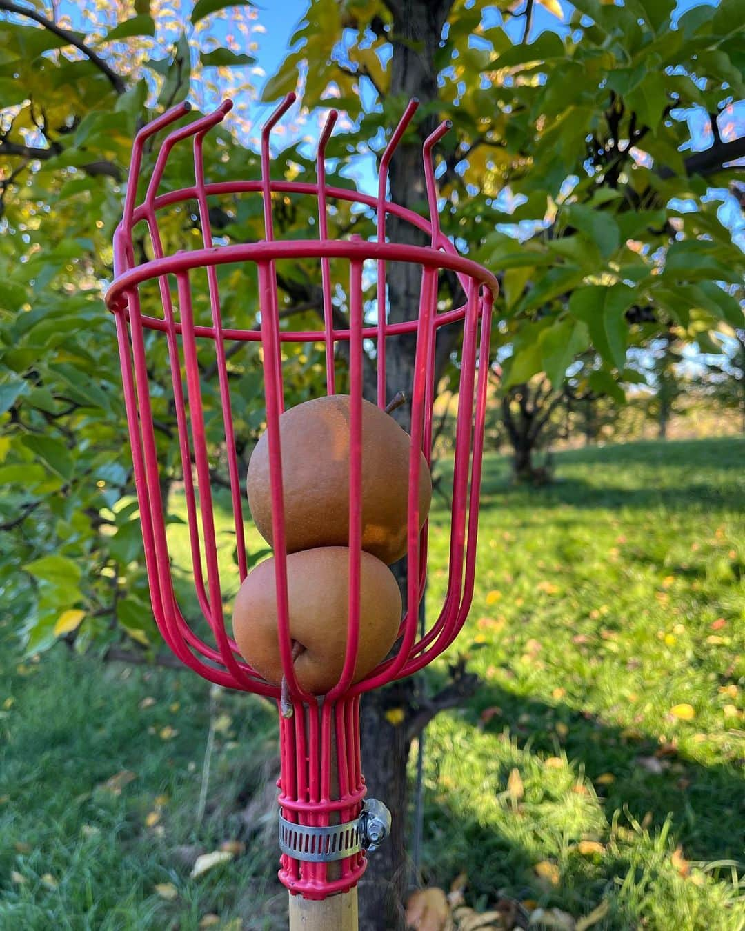 ヨーコさんのインスタグラム写真 - (ヨーコInstagram)「🍐  FAMILY PEAR  PICKING🧺   It was fun!!  楽しかった☺️✨  日本で梨狩りしたことないのだけど、やっぱり同じような道具を借りてやるのかな…？  #梨狩り #pearpicking #asianpear #和梨 #ny #memories」11月21日 18時01分 - y0k0_1108