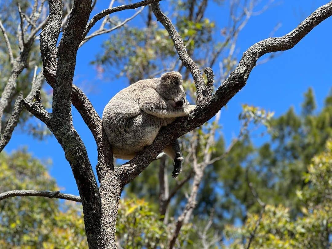 奥貫薫のインスタグラム：「.  Taronga Zoo @tarongazoo   コアラってほんとにずーっと寝ているのね 強い風が吹きバランスをくずしかけて 目を覚ましたと思ったら 体勢を整えてまた寝ちゃったのが可愛くて そんな様子を二人でずーっと見ていました」