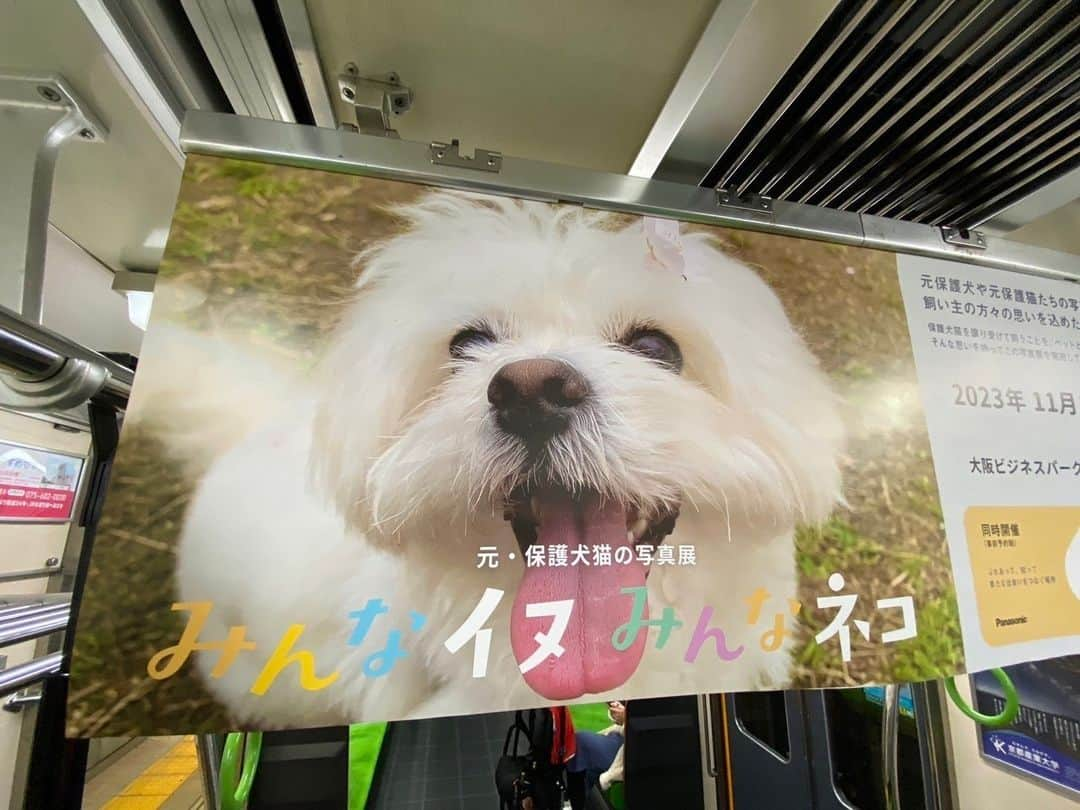 sippoのインスタグラム：「元・保護犬猫の写真展「みんなイヌみんなネコ」、京阪電車の中吊り広告でも紹介中です。  11/25-26は大阪市で開催の #パナソニック保護犬猫譲渡会 へ、是非、お足運びください💪  主催Panasonic、協力sippo」