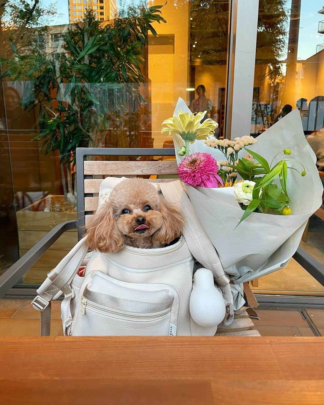 姫歌ひな乃のインスタグラム：「まるちゃんの日常🐶💐 ままといつも一緒😊  #dogcafe」