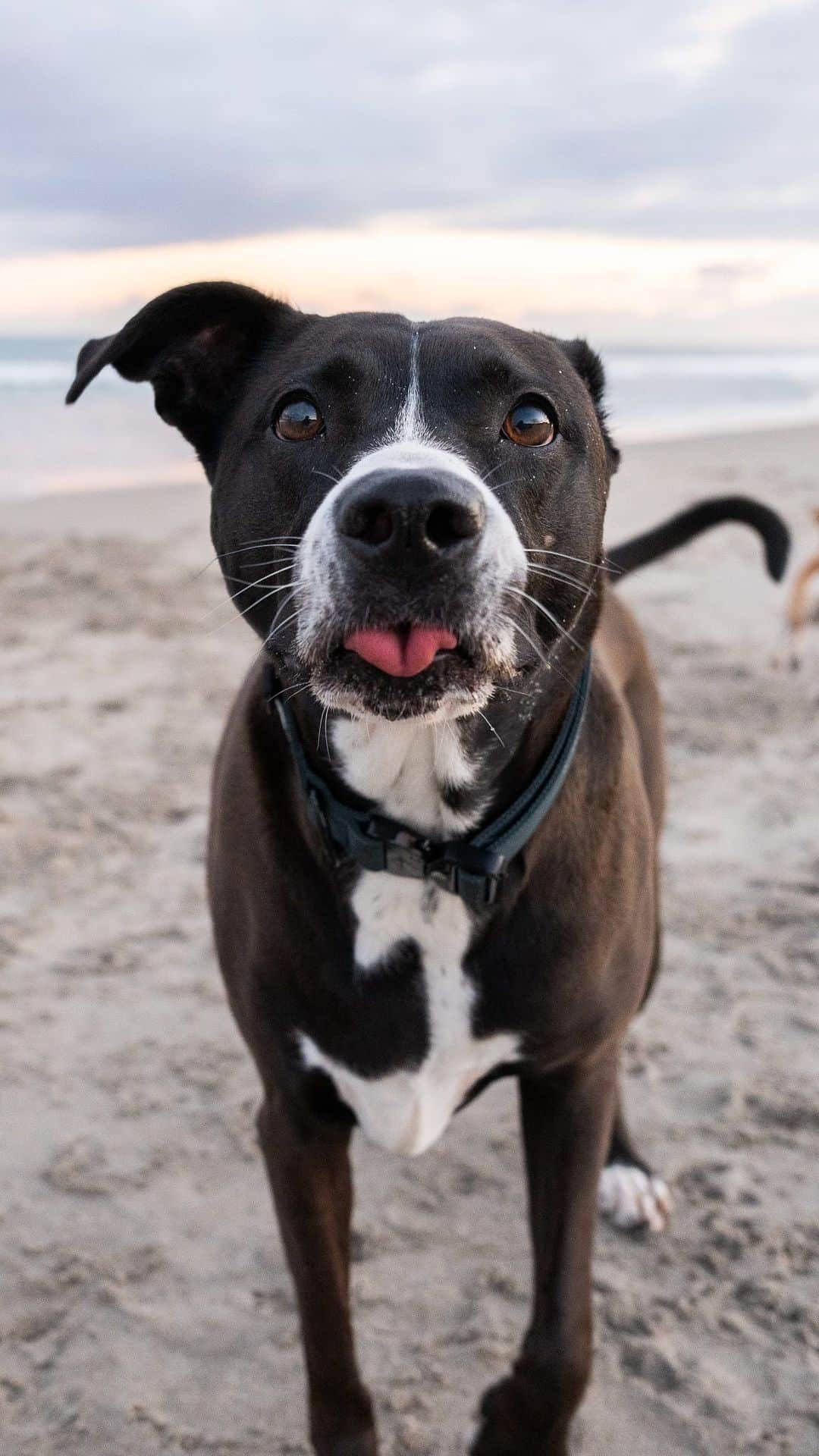 The Dogistのインスタグラム：「Pacino, mix, Bark Park Dog Beach, Boca Raton, FL • “He’s super friendly. He’s scared of anything in the wind, like balloons and palm trees. He’s from a shelter, and he used to have a scar on his nose, or discoloration. When I was thinking of names with my friend, he said I should call him Scarface. But then I thought of Al Pacino, and said let’s call him Pacino.” @vinny_p5」