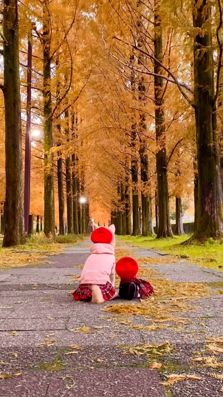 柴犬 けんしろう ゆりあのインスタグラム：「🍁🐶🐶🍁  秋の金沢をぶらゆりあ🐾 〜想い出のメタセコイア〜  以前、ここで撮ったけんゆりを 覚えて下さってる方いるかな？  あの時はグリーンの世界💚 今回はオレンジの世界🧡  #メタセコイア #太陽が丘 #金沢 #kanazawa」