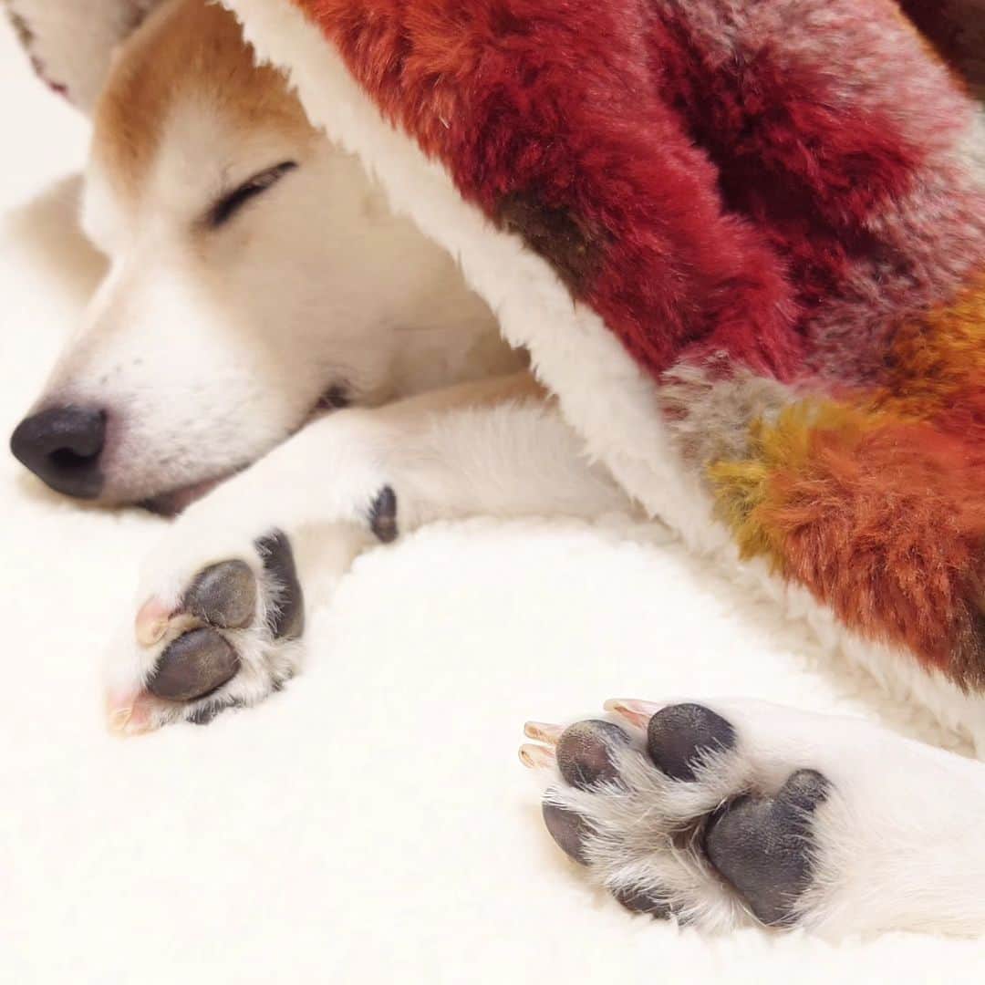 ちゃみさんのインスタグラム写真 - (ちゃみInstagram)「ちょろり 昨夜の寝顔👅 ストーリーで散々投稿してますが！笑 こっちにも😊  寝顔はなんでこんなに可愛いんでしょー 毎日癒し🫶  #柴犬#しばいぬ#癒し#愛犬#寝顔#犬#shiba#shibainu #dog#ニトリ」11月21日 20時33分 - shiba_charmy