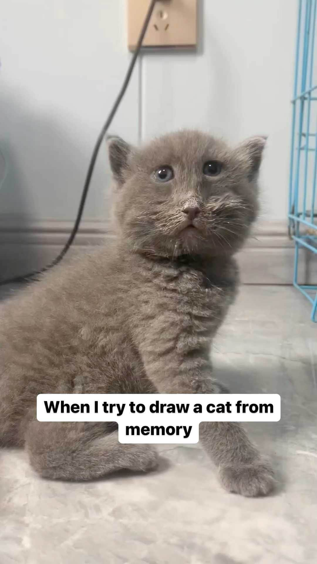 Cute Pets Dogs Catsのインスタグラム：「When I try to draw a cat from memory  Credit: adorable @四百是只喵 | DY ** For all crediting issues and removals pls 𝐄𝐦𝐚𝐢𝐥 𝐮𝐬 ☺️  𝐍𝐨𝐭𝐞: we don’t own this video/pics, all rights go to their respective owners. If owner is not provided, tagged (meaning we couldn’t find who is the owner), 𝐩𝐥𝐬 𝐄𝐦𝐚𝐢𝐥 𝐮𝐬 with 𝐬𝐮𝐛𝐣𝐞𝐜𝐭 “𝐂𝐫𝐞𝐝𝐢𝐭 𝐈𝐬𝐬𝐮𝐞𝐬” and 𝐨𝐰𝐧𝐞𝐫 𝐰𝐢𝐥𝐥 𝐛𝐞 𝐭𝐚𝐠𝐠𝐞𝐝 𝐬𝐡𝐨𝐫𝐭𝐥𝐲 𝐚𝐟𝐭𝐞𝐫.  We have been building this community for over 6 years, but 𝐞𝐯𝐞𝐫𝐲 𝐫𝐞𝐩𝐨𝐫𝐭 𝐜𝐨𝐮𝐥𝐝 𝐠𝐞𝐭 𝐨𝐮𝐫 𝐩𝐚𝐠𝐞 𝐝𝐞𝐥𝐞𝐭𝐞𝐝, pls email us first. **」