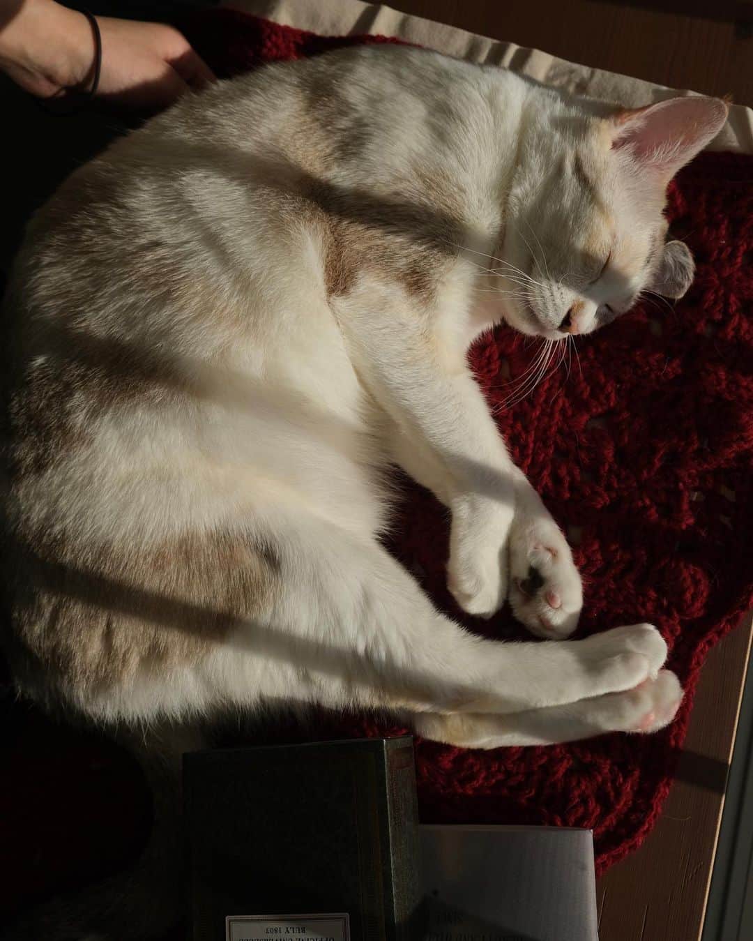 仁藤萌乃さんのインスタグラム写真 - (仁藤萌乃Instagram)「🧶🐈  最近編んで凪様に献上した赤い膝掛け。  ビュリーのオイルを撮影するのにちょうど良さそうだったので拝借したら、しっかり見張りに来てすぐに占領されました。笑  私が編んだものを自分のものとして認識してくれているのは、とても嬉しくて愛おしい♡  #凪便り #猫のいる暮らし #保護猫を家族に#元保護猫」11月21日 20時42分 - moeno.n_official