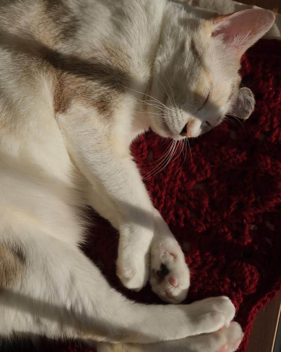 仁藤萌乃のインスタグラム：「🧶🐈  最近編んで凪様に献上した赤い膝掛け。  ビュリーのオイルを撮影するのにちょうど良さそうだったので拝借したら、しっかり見張りに来てすぐに占領されました。笑  私が編んだものを自分のものとして認識してくれているのは、とても嬉しくて愛おしい♡  #凪便り #猫のいる暮らし #保護猫を家族に#元保護猫」