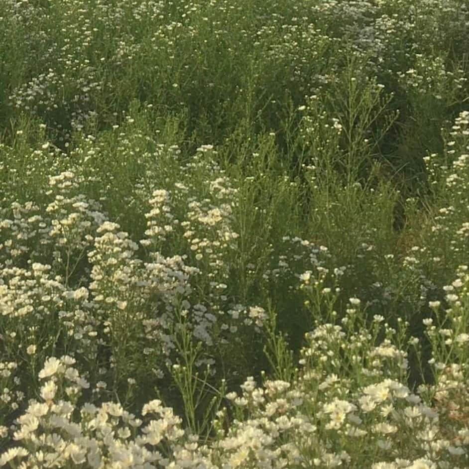 桃木兎羽のインスタグラム：「👒🌱」