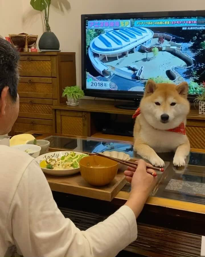 柴犬小雨のインスタグラム