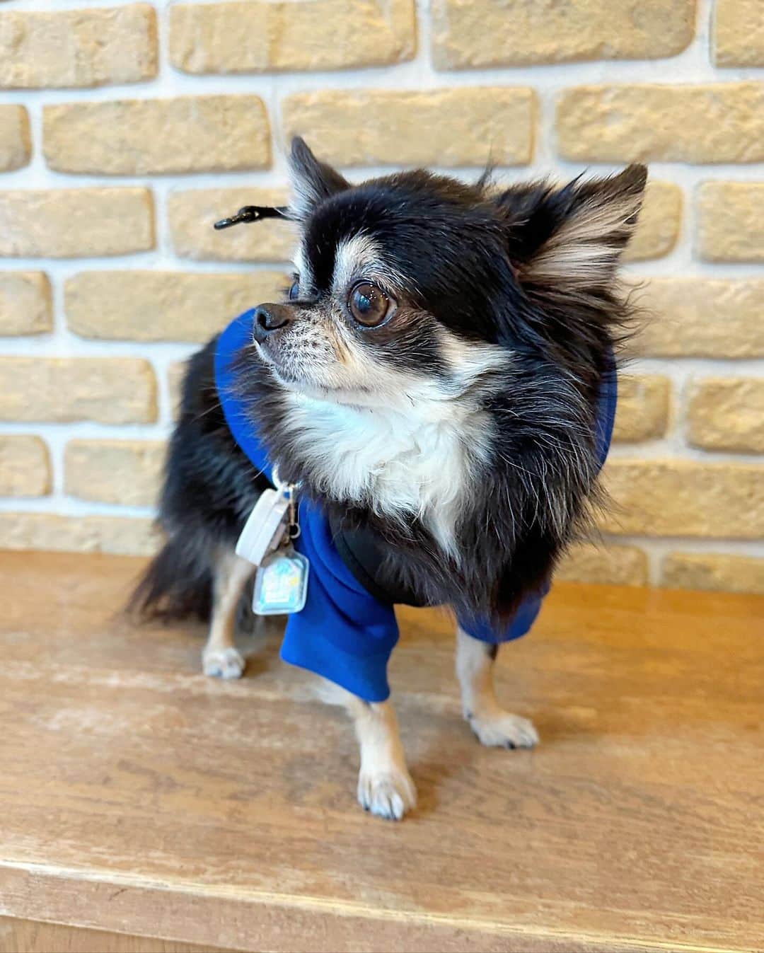 中倉隆道さんのインスタグラム写真 - (中倉隆道Instagram)「. 小刻みにガクブル🐶💦  動物病院が嫌いすぎるルフト🐾 肛門腺絞りと爪切りだけなのに🤣  おニューの青パーカー可愛い💕  #わんこ #ワンコ #わんこのいる生活 #チワワ #愛犬 #luft #チワワ大好き #instachihuahua #dog #cutedog #강아지 #puppy #chihuahuas #わんことお出かけ」11月21日 21時32分 - ryudo.tokyo