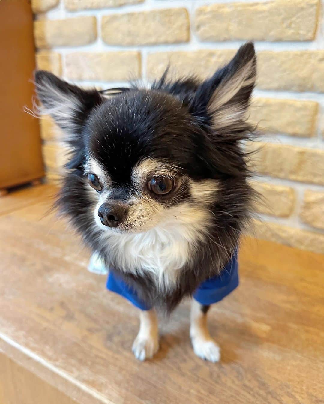 中倉隆道さんのインスタグラム写真 - (中倉隆道Instagram)「. 小刻みにガクブル🐶💦  動物病院が嫌いすぎるルフト🐾 肛門腺絞りと爪切りだけなのに🤣  おニューの青パーカー可愛い💕  #わんこ #ワンコ #わんこのいる生活 #チワワ #愛犬 #luft #チワワ大好き #instachihuahua #dog #cutedog #강아지 #puppy #chihuahuas #わんことお出かけ」11月21日 21時32分 - ryudo.tokyo