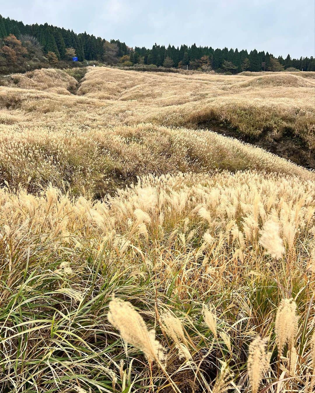 草野春香さんのインスタグラム写真 - (草野春香Instagram)「.🌾🐂⛰🌥🌍  この時期の阿蘇の景色が好き🤍🌙 どこもススキがいっぱいで ドライブしてるだけでも癒される🌿  #熊本旅行 #熊本観光 #熊本 #阿蘇観光 #阿蘇 #阿蘇市」11月21日 21時38分 - _haruka030_