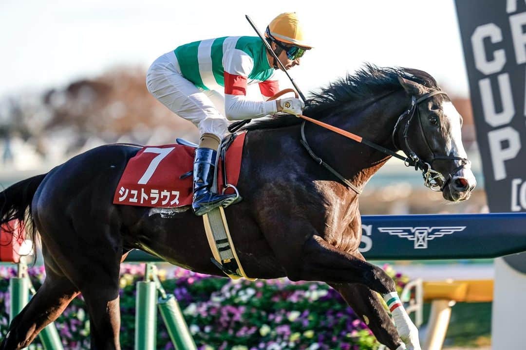 のインスタグラム：「ㅤㅤㅤㅤㅤㅤㅤㅤㅤㅤㅤㅤㅤㅤㅤ ㅤㅤㅤㅤㅤㅤㅤㅤㅤㅤㅤㅤㅤㅤ #東京スポーツ杯2歳ステークス winner 🥕  #シュトラウス (牡2、美浦・ #武井亮 厩舎) ㅤㅤㅤㅤㅤㅤㅤㅤㅤㅤㅤㅤㅤ #ジョアンモレイラ 騎手 #モーリス #ブルーメンブラット . . #instahorse #horsetagram #thoroughbred #horseracing #horse #horseofinstagram #keiba #競馬 #馬 #Strauss #東スポ2歳  撮影：下野雄規」
